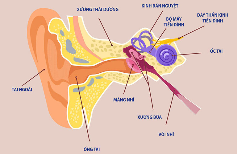 Cấu tạo giải phẫu cơ quan tiền đình