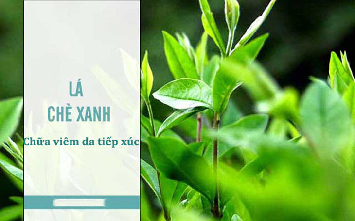 Lá trà xanh giúp chữa viêm da tiếp xúc ở tay, mặt hiệu quả