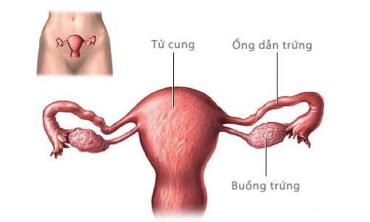 Thông tắc vòi trứng hết bao nhiêu tiền là thắc mắc của nhiều người bệnh