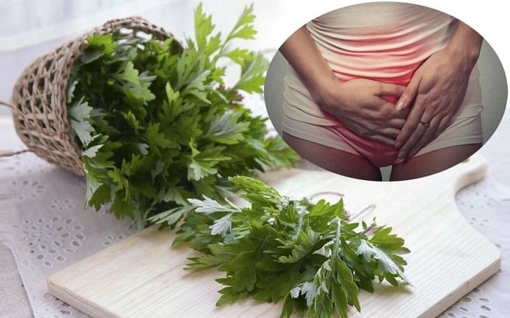 Bài thuốc trị viêm âm đạo do gardnerella vaginalis từ ngải cứu