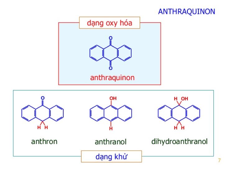 Anthraquinon là hoạt chất chính trong ba kích giúp tăng cường sinh lý, khử khuẩn, chống viêm