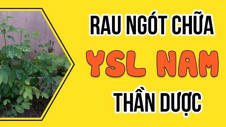 Rau ngót là thần dược chữa yếu sinh lý ở nam giới