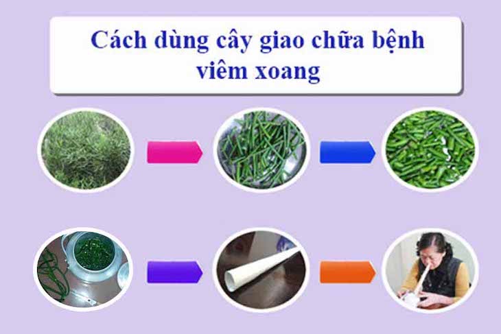 Bài thuốc cây giao chữa viêm xoang trán