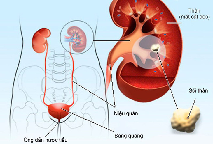 Mã đề có tác dụng tốt trong việc điều trị các bệnh về thận và đường tiết niệu