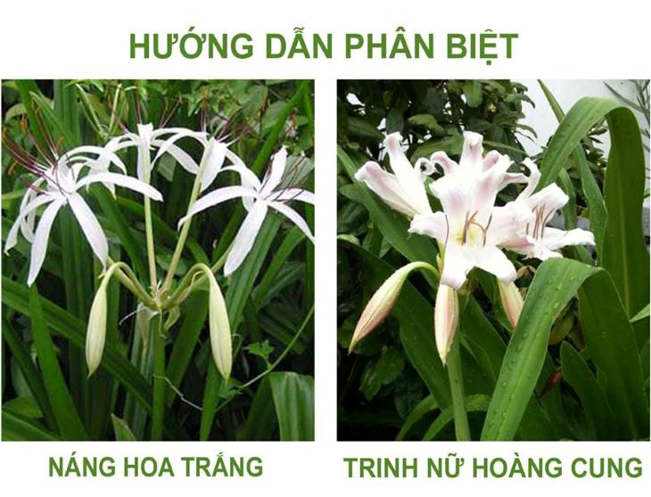 Hoa trinh nữ hoàng cung thường hồng nhạt còn hoa cây nắng màu trắng tinh