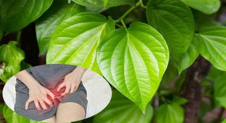 Nhiều người băn khoản về cách chữa nấm candida bằng lá trầu không