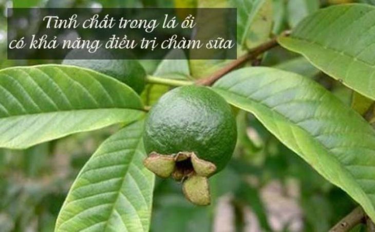 Lá ổi có tác dụng hiệu quả trong trị chàm sữa