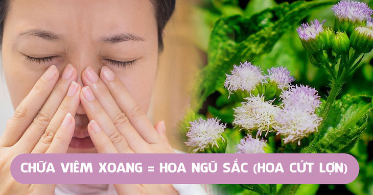 Bài thuốc từ cây hoa ngũ sắc