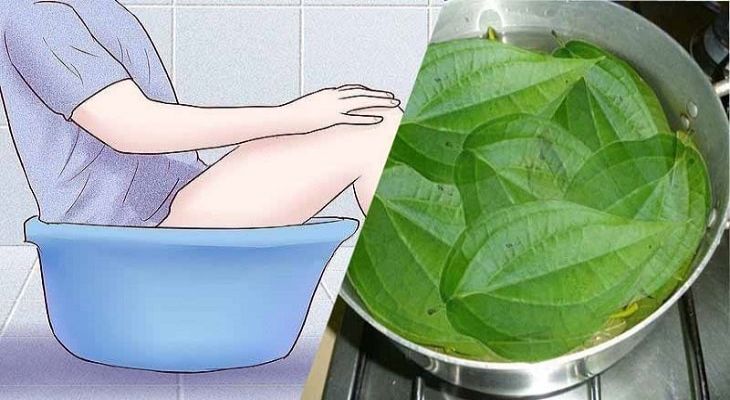 Chữa nấm candida bằng lá trầu không thông qua biện pháp xông hơi