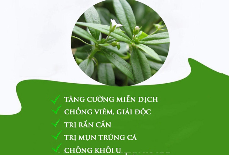 Các nghiên cứu khoa học nhận định cây thuốc có nhiều tác dụng chữa bệnh