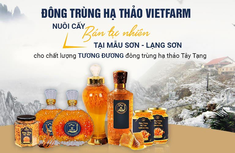 Vườn trồng đông trùng hạ thảo bán tự nhiên tại Mẫu Sơn (Lạng Sơn)