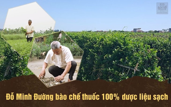 Nhà thuốc Đỗ Minh Đường có 3 vườn thảo dược sạch chuyên biệt ở Hòa Bình, Hưng Yên và Gia Lâm (Hà Nội)