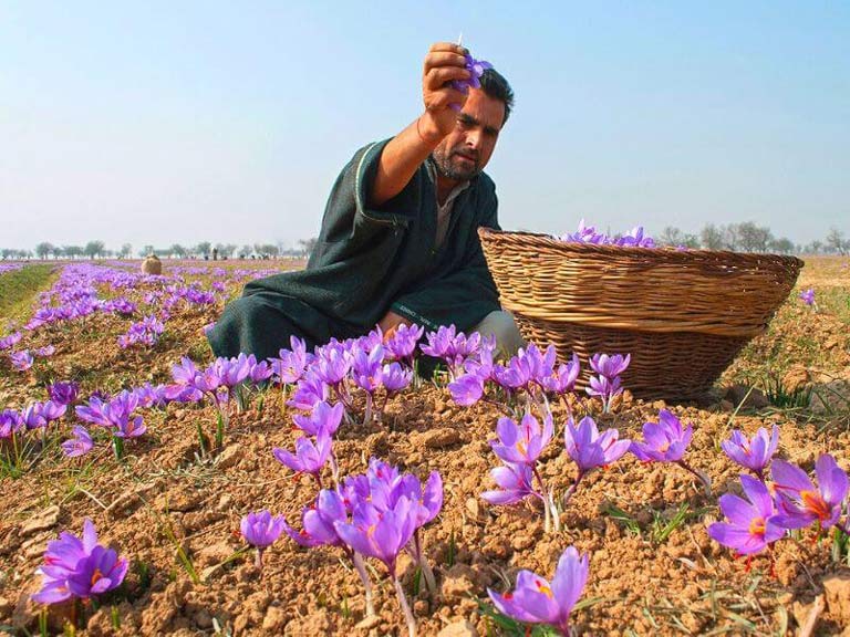 Saffron Vietfarm nuôi trồng hữu cơ, thu hoạch thủ công cho chất lượng sợi tối ưu nhất