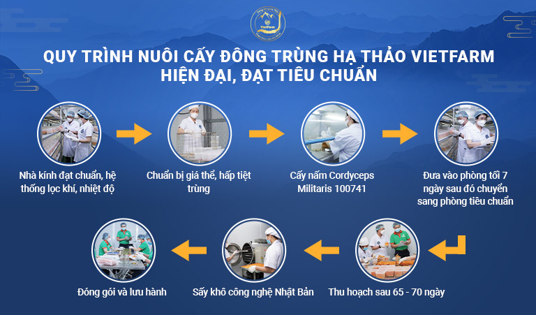 Quy trình nuôi cấy Đông trùng hạ thảo Vietfarm